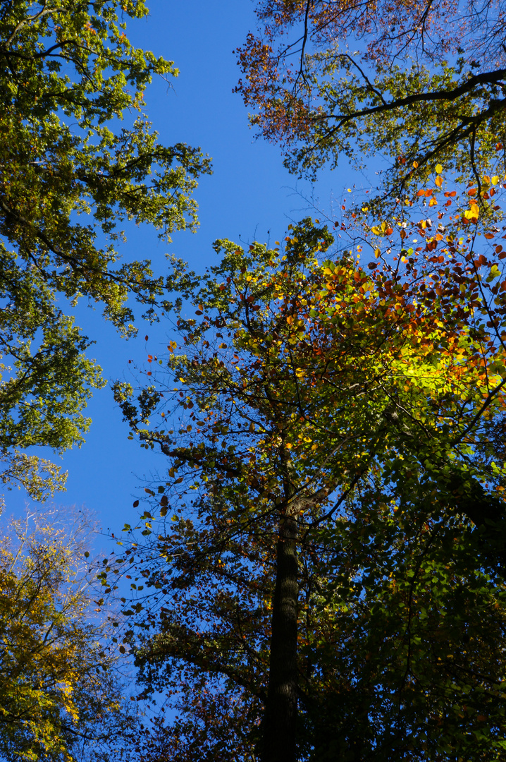 Herbst mitten in Köln 2