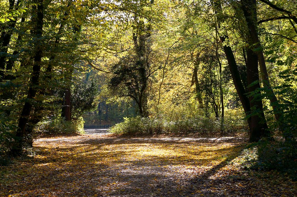 Herbst mitten in Köln