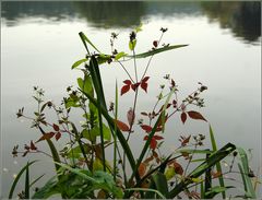 Herbst-Mixtur....