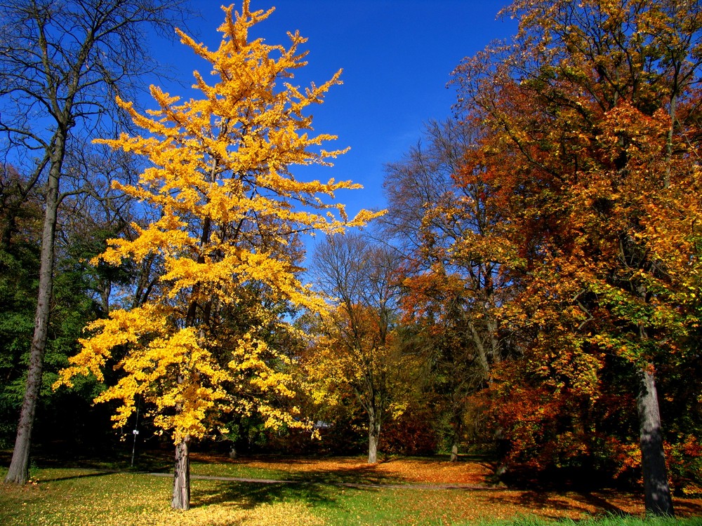 Herbst - Modenschau 2008