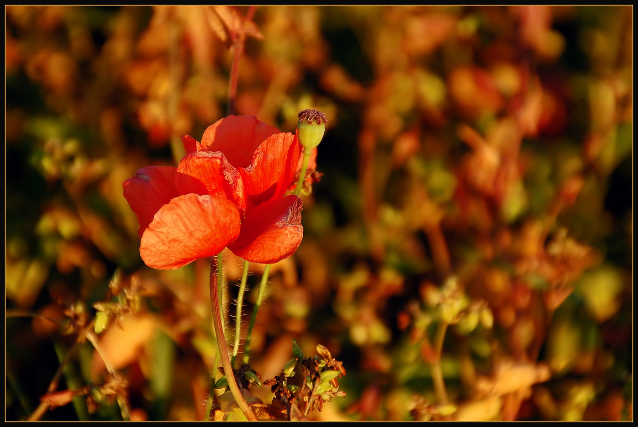 Herbst - Mohn