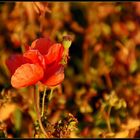 Herbst - Mohn