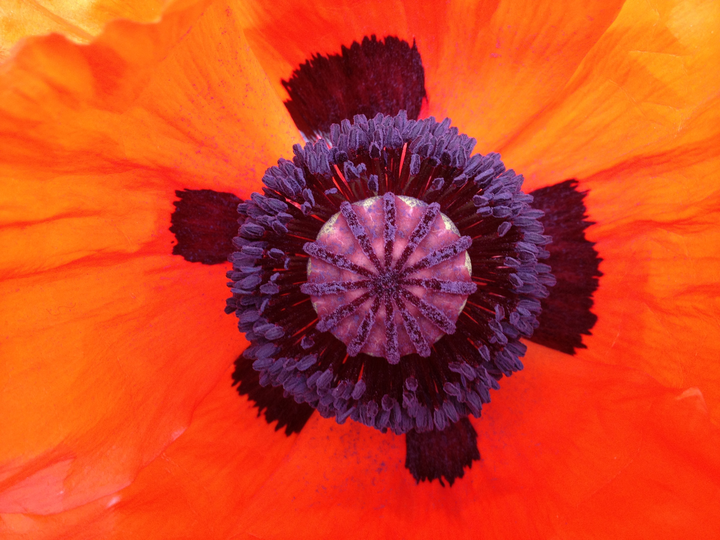 Herbst-Mohn