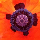 Herbst-Mohn