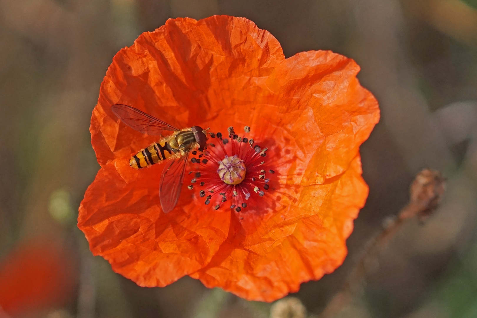 Herbst-Mohnblüte