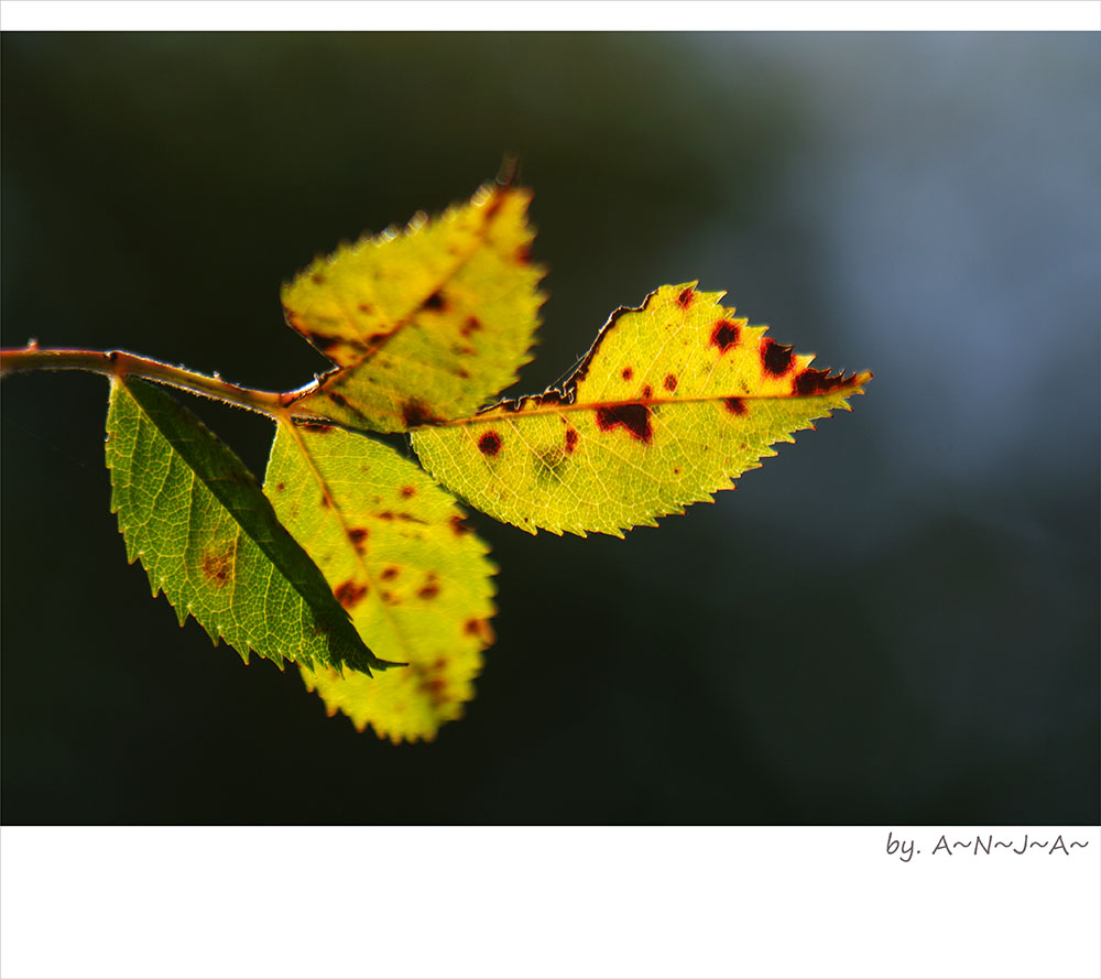 * Herbst- Momente... *