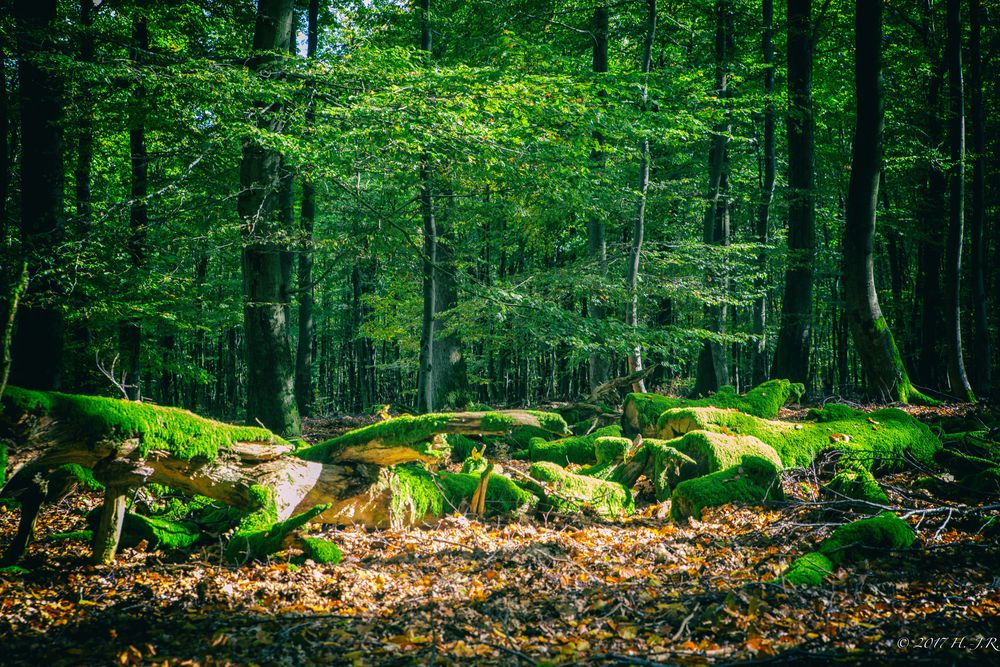 Herbst Moos Grün