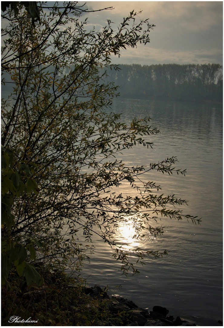 Herbst Morgen am Rhein