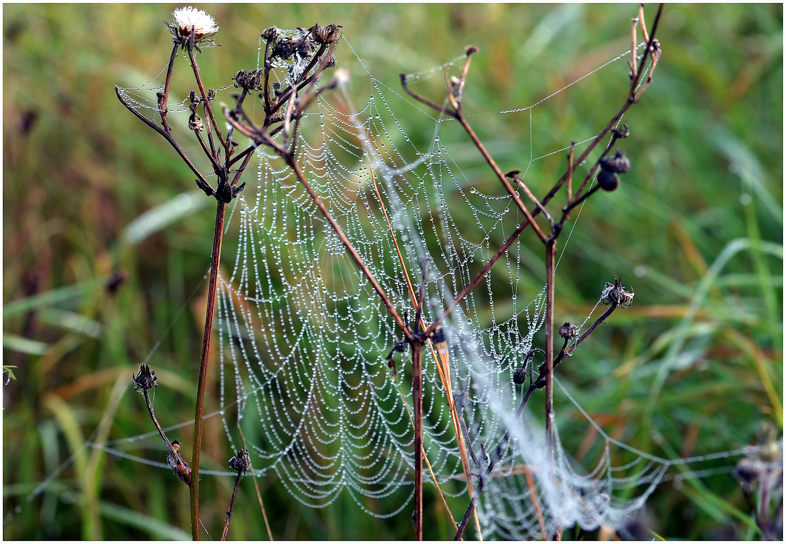 Herbst-Morgen