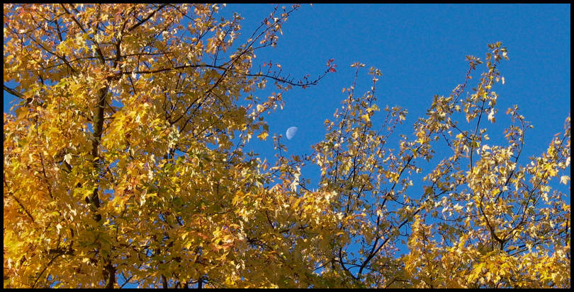 Herbst - Morgensonne - Baum - Mond ....?
