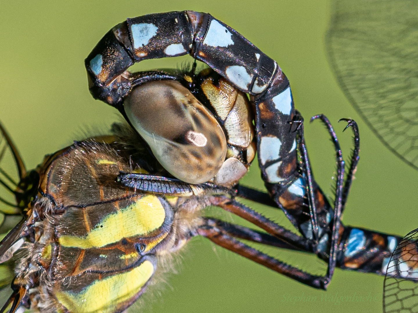 Herbst-Mosaikjunger (Aeshna mixta) bei der Paarung