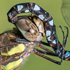 Herbst-Mosaikjunger (Aeshna mixta) bei der Paarung