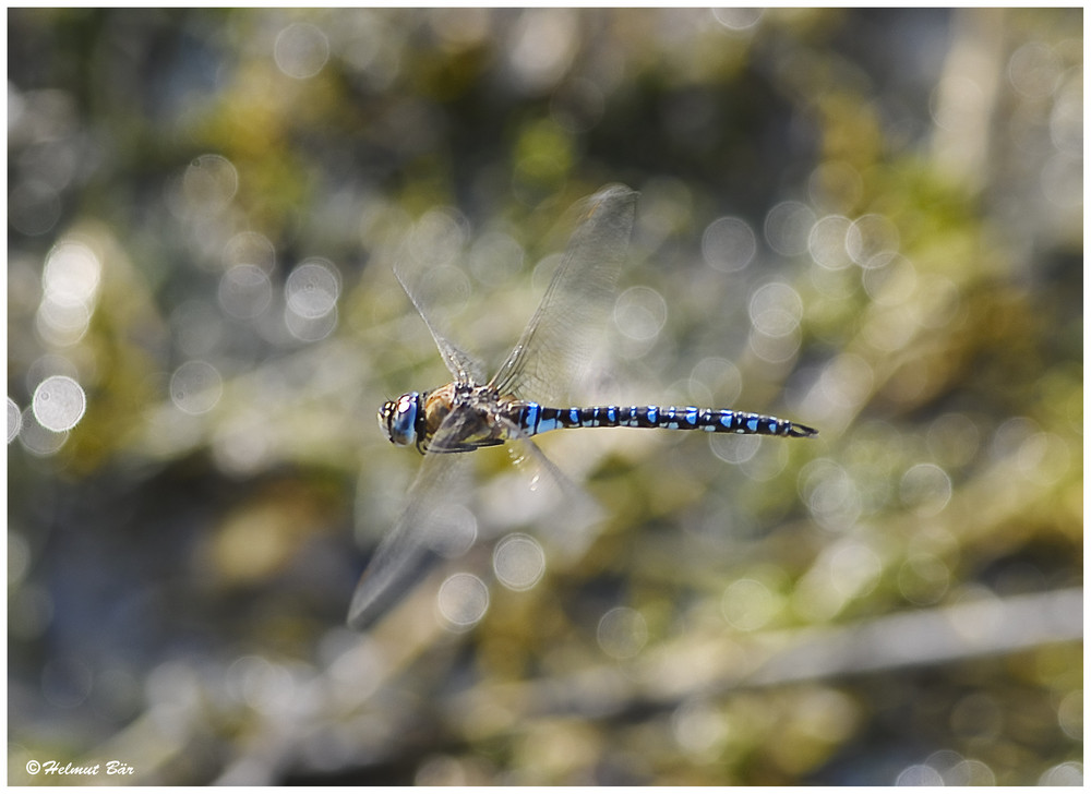 Herbst Mosaikjungfer