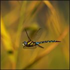 Herbst-Mosaikjungfer