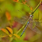 Herbst Mosaikjungfer