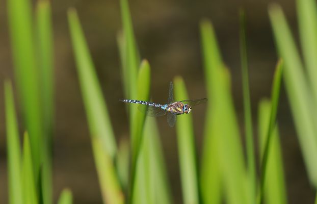Herbst Mosaikjungfer