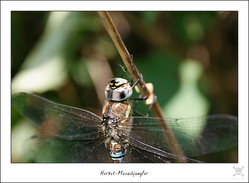 Herbst-Mosaikjungfer 2