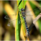 Herbst Mosaikjungfer