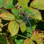 Herbst-Mosaikjungfer 