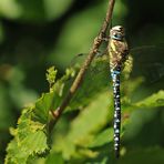 Herbst-Mosaikjungfer: Abhängen im Sommer