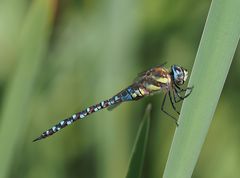 Herbst-Mosaikjungfer (Aeschna mixta)