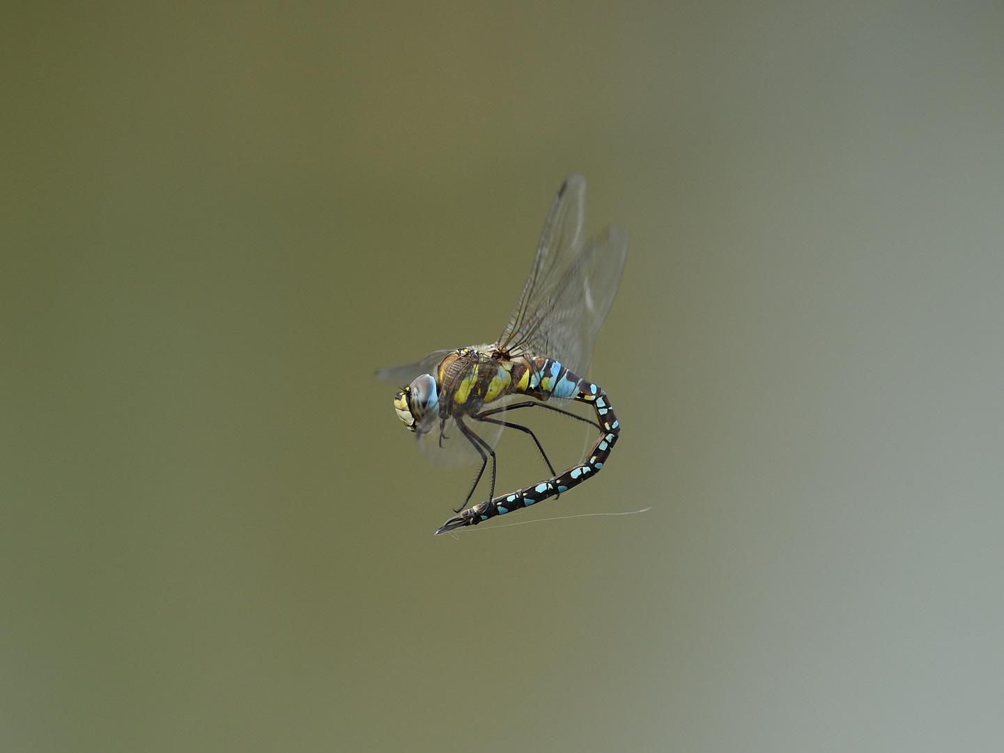 Herbst Mosaikjungfer (Aeshna mixta) 105-2016 GB1_9300-1