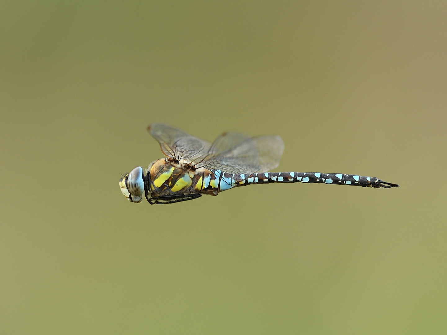 Herbst Mosaikjungfer (Aeshna mixta) 106-2016 GB1_9444-1