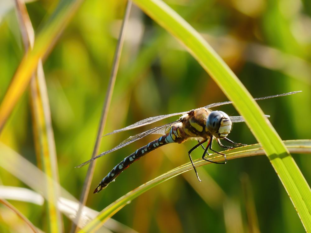 HERBST-MOSAIKJUNGFER (AESHNA MIXTA)