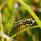 HERBST-MOSAIKJUNGFER (AESHNA MIXTA)