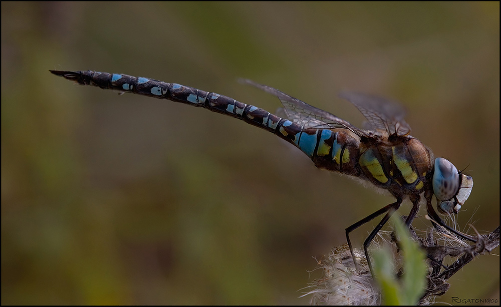 Herbst-Mosaikjungfer (Aeshna mixta)