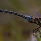 Herbst-Mosaikjungfer (Aeshna mixta)