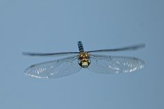 Herbst-Mosaikjungfer (Aeshna mixta)