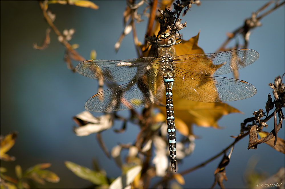 Herbst-Mosaikjungfer – Aeshna mixta