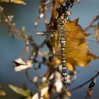 Herbst-Mosaikjungfer – Aeshna mixta