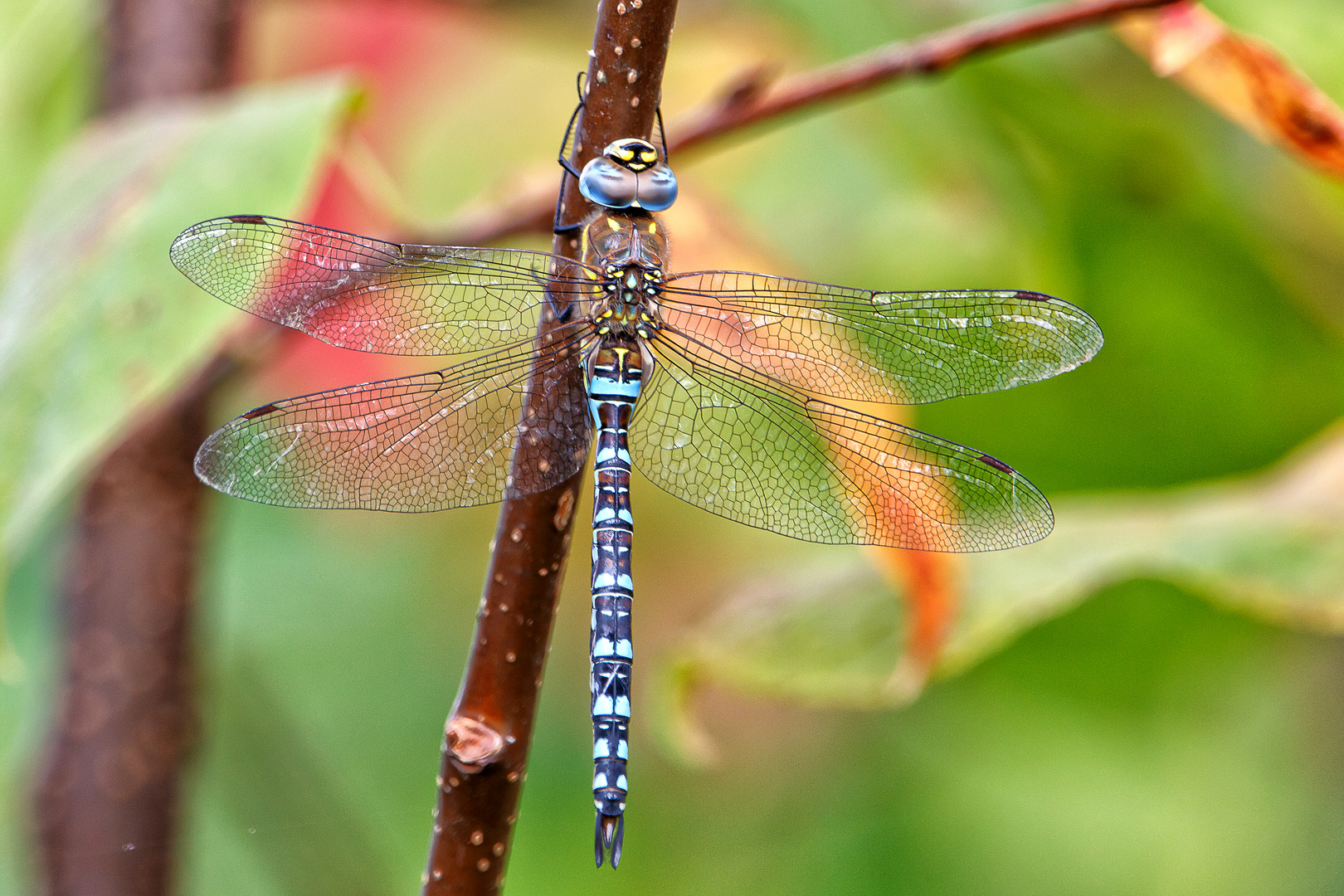 Herbst-Mosaikjungfer - aeshna mixta