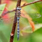 Herbst-Mosaikjungfer - aeshna mixta