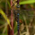 Herbst-Mosaikjungfer (Aeshna mixta)