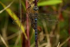 Herbst-Mosaikjungfer (Aeshna mixta)