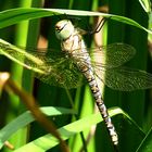 --- Herbst-Mosaikjungfer (Aeshna mixta) ---