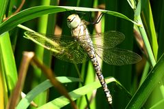 --- Herbst-Mosaikjungfer (Aeshna mixta) ---