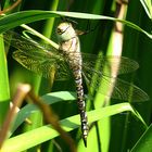 --- Herbst-Mosaikjungfer (Aeshna mixta) ---