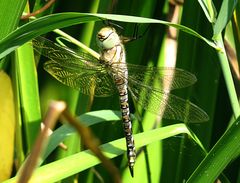 --- Herbst-Mosaikjungfer (Aeshna mixta) ---