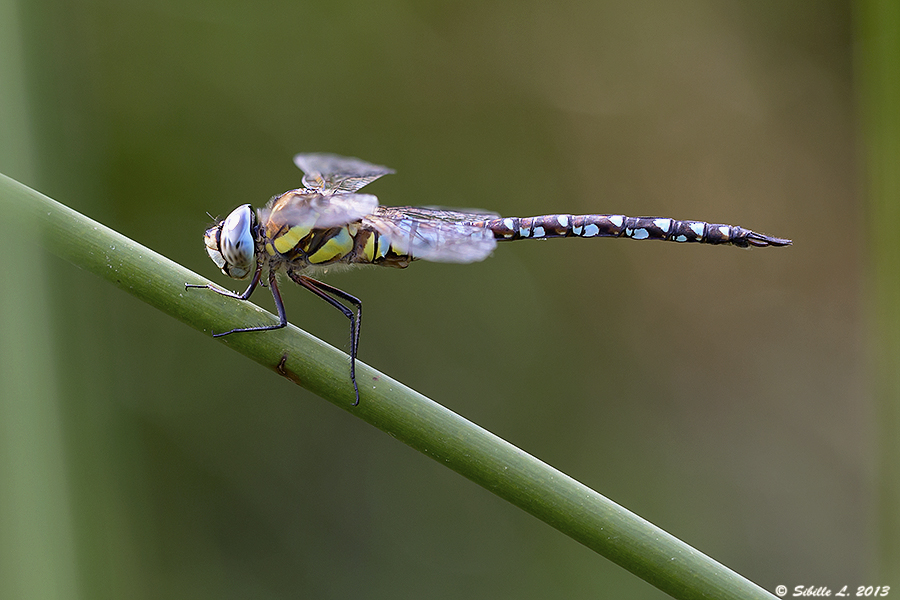 Herbst-Mosaikjungfer (Aeshna mixta)