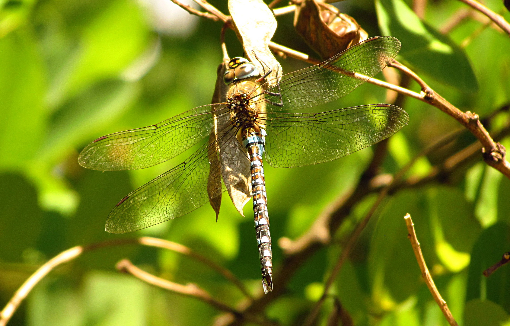 --- Herbst-Mosaikjungfer (Aeshna mixta) ---