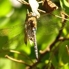 --- Herbst-Mosaikjungfer (Aeshna mixta) ---