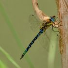 Herbst-Mosaikjungfer (Aeshna mixta)