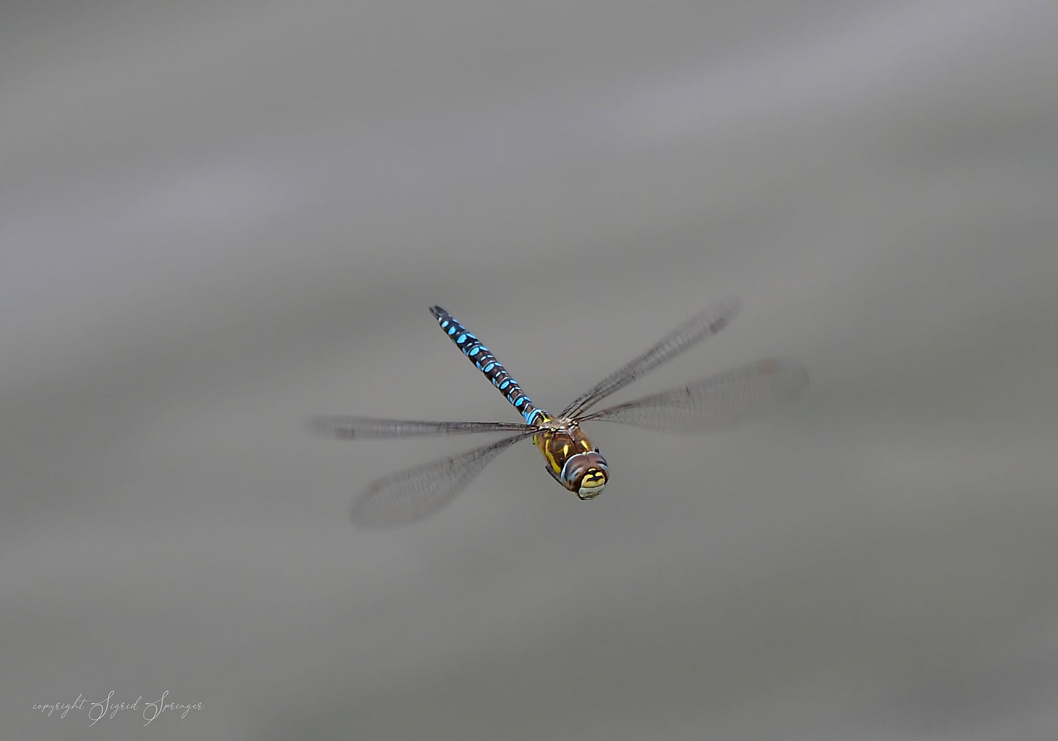 Herbst-Mosaikjungfer (Aeshna mixta)