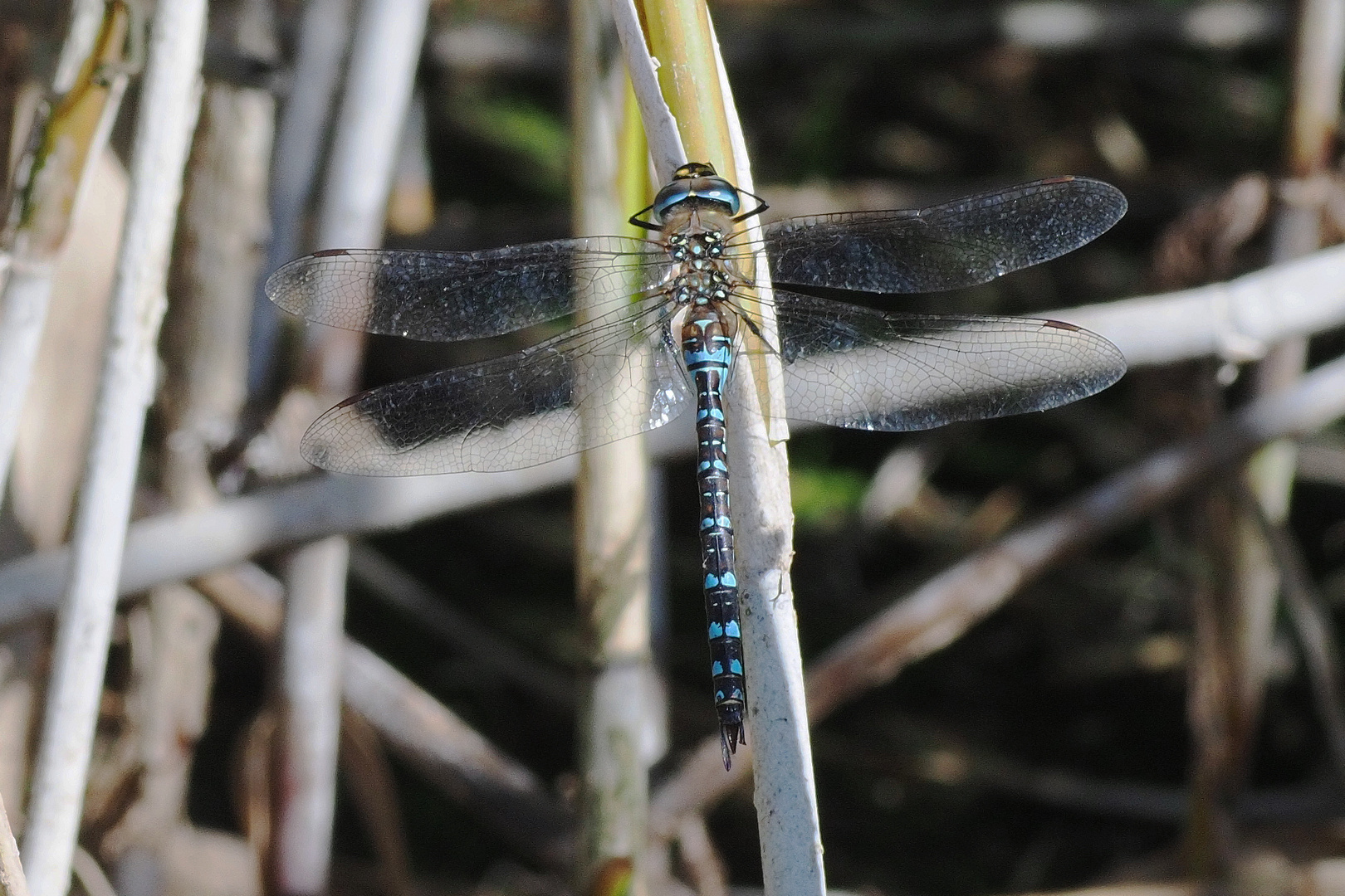 Herbst-Mosaikjungfer (Aeshna mixta)