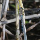 Herbst-Mosaikjungfer (Aeshna mixta)