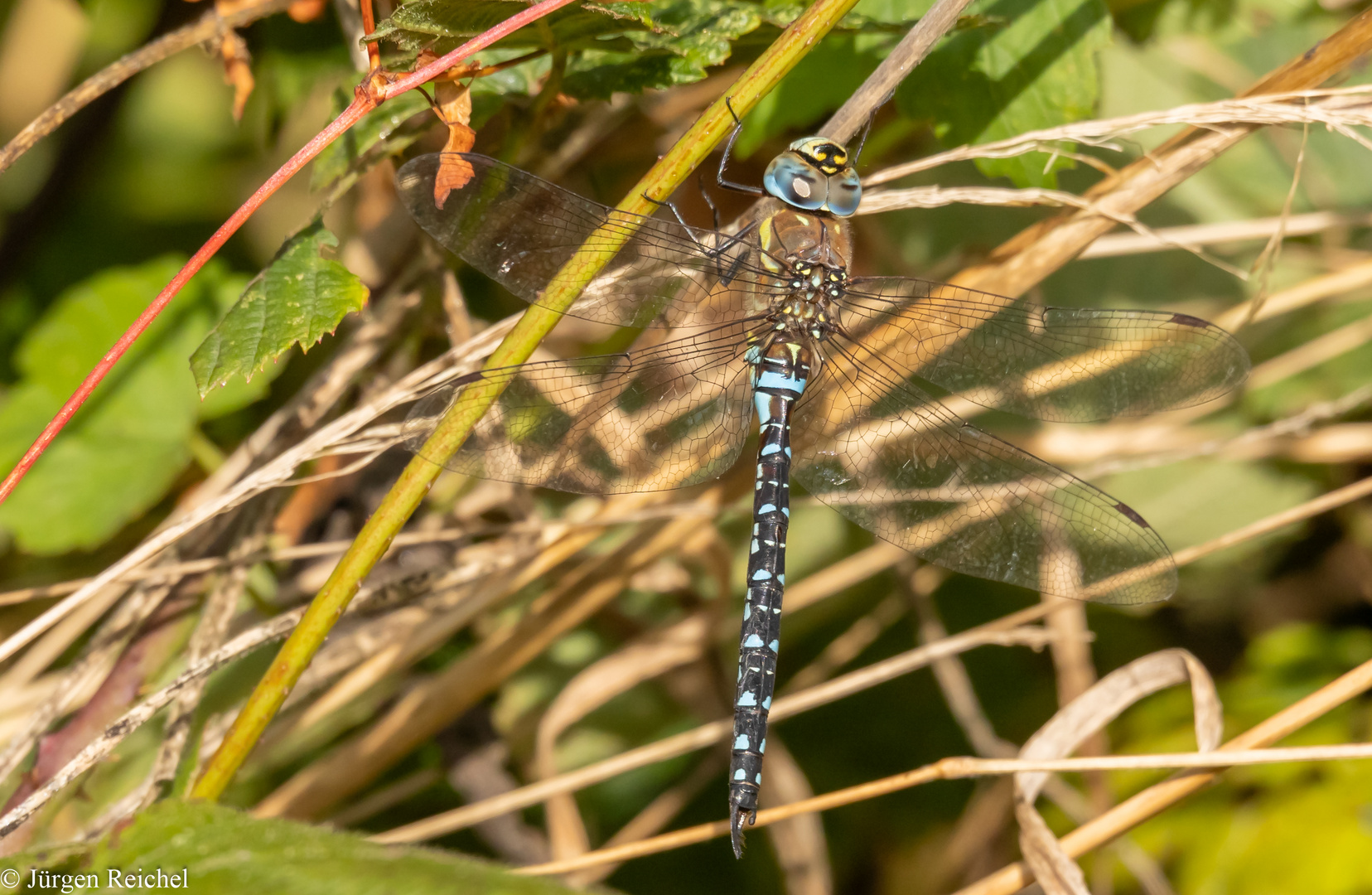 Herbst-Mosaikjungfer ( Aeshna mixta ) 